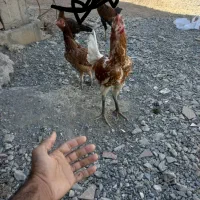 ۱ خروس ۲ عدد مرغ چابهار ی|حیوانات مزرعه|کهنوج, |دیوار