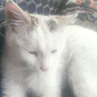 گمشده|حیوانات|یاسوج, |دیوار