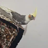 عروس هلندی|پرنده|قروه, |دیوار