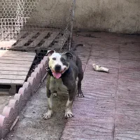 امیریکن پیتبول تریر