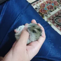یک عدد همستر کمپل