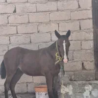 نریان بیداق اصیل ۷ماهه