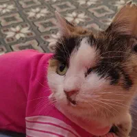 گربه یک چشم