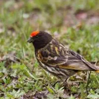 گلبسر جوجه قفس|پرنده|ماکو, |دیوار