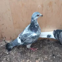 کبوتر|پرنده|بندر ترکمن, |دیوار