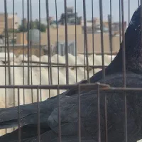 نر کله ماستی شکار