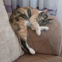 پیشی گربه|گربه|مشهد, نظام دوست|دیوار