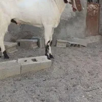 نر بز امریکایی|حیوانات مزرعه|طرقبه, |دیوار