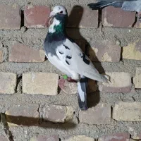 نر پرستو گرفتنی