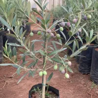 نهال زیتون با ارسال فوری و تخفیف ویژه|خدمات باغبانی و درختکاری|ساوه, |دیوار