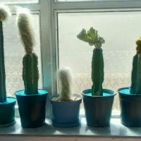 کاکتوسهای زیبا وخاص