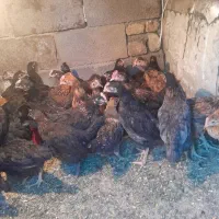 جوجه رسمی درجه یک در حسام اباد( تازه کند)