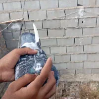 کبوتر مسافتی|پرنده|دلند, |دیوار