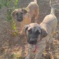 دو عدد سگ سرابی شش ماهه|سگ|بروجرد, |دیوار