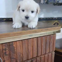 طوله سگ شیتزو