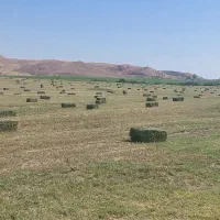 یونجه پرس حدود ۱۰۰ تن