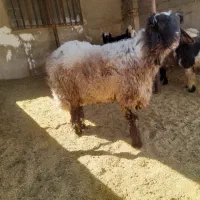 قوچ ، بره قوچی ، میش ، بره نر