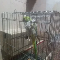 طوطی ملنگو|پرنده|میبد, |دیوار