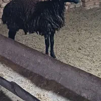گاو میش|حیوانات مزرعه|علیآباد کتول, |دیوار