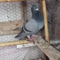کبوتر ماده پلاکی مسافتی|پرنده|گلوگاه بابل (گلیا), |دیوار