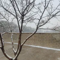 زمین-باغی