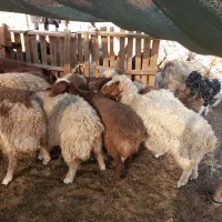 بره گوشتی|حیوانات مزرعه|کوهدشت, |دیوار