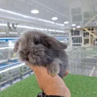 پایگاه پخش خرگوش مینییاتوریو مینیلوپ واکسن زده|موش و خرگوش|اصفهان, خانه اصفهان|دیوار