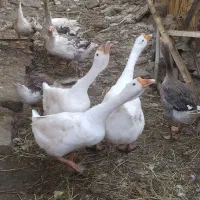غار و قوغاز اوکراینی