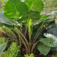 گل حسن یوسف و باباادم و پوتوس و سانسوریا|گل و گیاه طبیعی|رحیمآباد, |دیوار