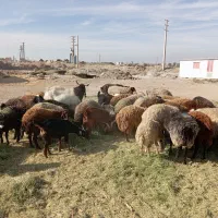 میش جوان معاوضه با ماشین|حیوانات مزرعه|محمدشهر, محمدشهر|دیوار