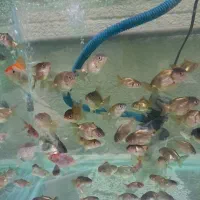 ماهی گلدفیش رنچو