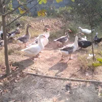 یکجا داده میشود