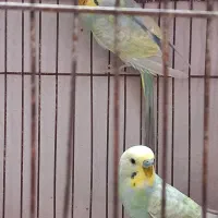 مرغ عشق رینبو