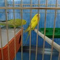 مرغ عشق|پرنده|گرمسار, |دیوار