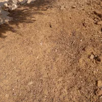 کودحیوانی|گل و گیاه طبیعی|کازرون, |دیوار