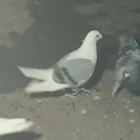 کفترپشت گراف اصل ذات دار پاک پاک|پرنده|مشهد, نیزه|دیوار