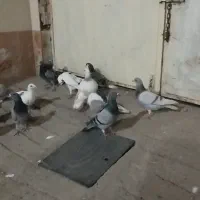 کفتر بوم|پرنده|نیشابور, شهید بهشتی|دیوار