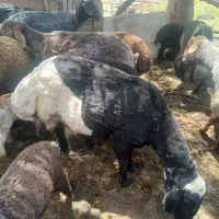 گوسفند زنده