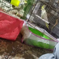 عروس نر وماده|پرنده|کاشان, شهرک خاتم الانبیا (مسکن ملی کاشان)|دیوار