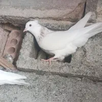 کفتر|پرنده|کهنوج, |دیوار