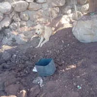 سگ ماده پژدر