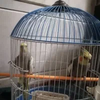 فروش یک جفت عروس هلندی سخنگو جوان