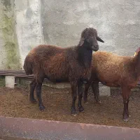 نر تخمی|حیوانات مزرعه|خوش‌رودپی, |دیوار