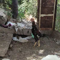 فروش مرغ و خروس لاری اصل و نسب دار|حیوانات مزرعه|سردشت, |دیوار