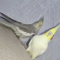 عروس هلندی سه عدد