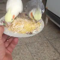 عروس هلندی گمشده