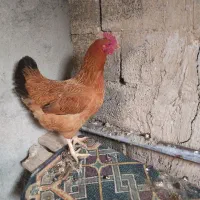 مرغ محلی عشایر