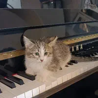 واگذاری گربه رایگان