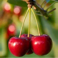 نهالستان ارقام متنوع میوه و بادام دیرگل و پربار|خدمات باغبانی و درختکاری|روانسر, |دیوار