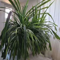 گل طبیعی|گل و گیاه طبیعی|شیراز, میرزاکوچک خان|دیوار